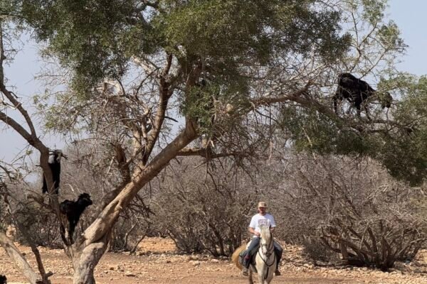 3 Days trek Ancien Arbre d´argan