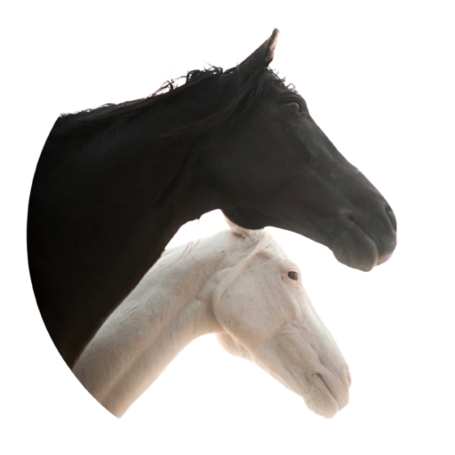 essaouirahorseride.com